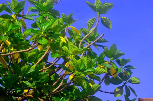 Kabaya (Breadfruit Leaves)